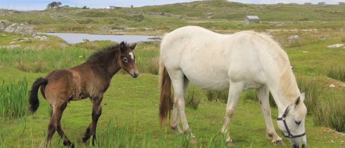 Connemara Pony and Foal
