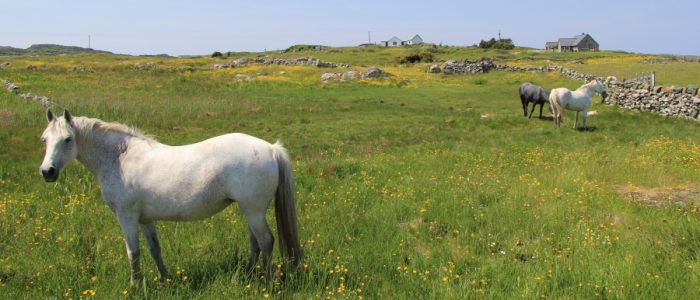 Connemara Ponies in Ballyconneely